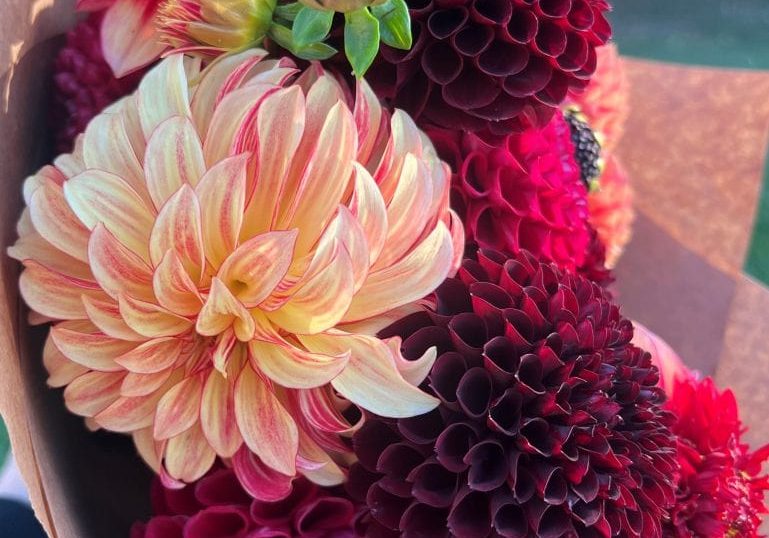 Dahlia sub..3 Dahlia sub..3